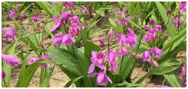 一亩要种植多少白芨 | 农业答疑