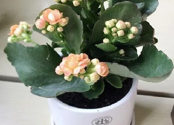 植物常识问题|长寿花适合什么土壤生长