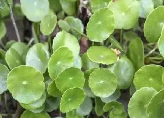 植物常识问题|天胡荽和铜钱草的区别