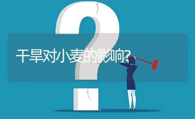 干旱对小麦的影响? | 养殖问题解答