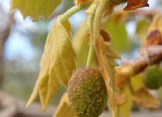 植物常识问题|梧桐叶与枫叶的区别图