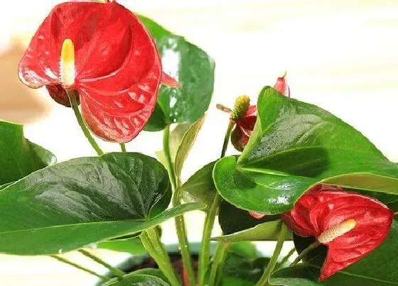 植物常识问题|要想红掌开花叶片翠绿需要怎么养护