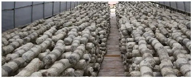 香菇大棚怎样建造 | 科普知识