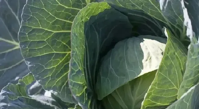 植物常识问题|甘蓝菜的种植方法和时间（甘蓝包菜什么时候种植最好）
