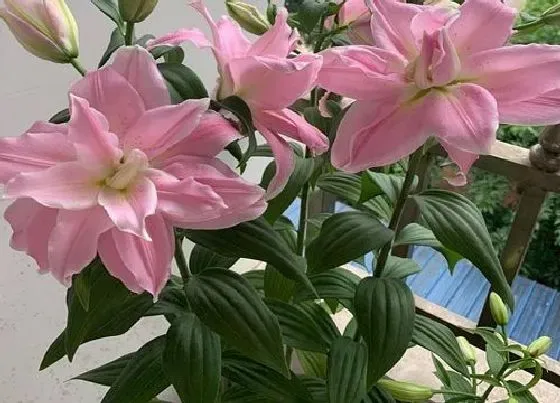 植物常识问题|重瓣百合复花性真的很差吗 百合哪个品种复花性好