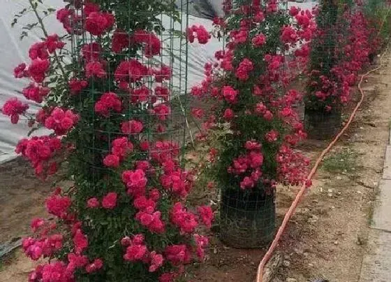 植物常识问题|红木香花哪个品种好 甜蜜红木香特点与图片