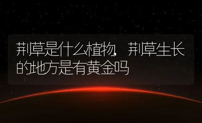 荆草是什么植物,荆草生长的地方是有黄金吗 | 养殖常见问题