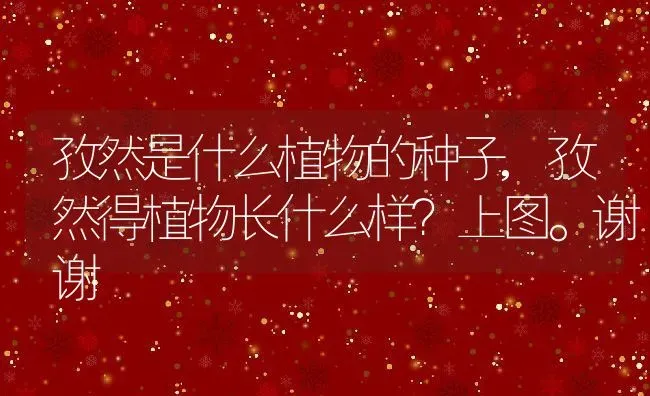 孜然是什么植物的种子,孜然得植物长什么样？上图。谢谢 | 养殖常见问题