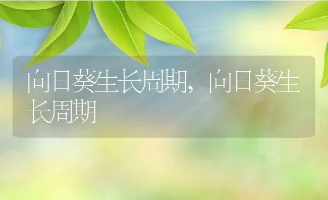 向日葵生长周期,向日葵生长周期 | 养殖常见问题