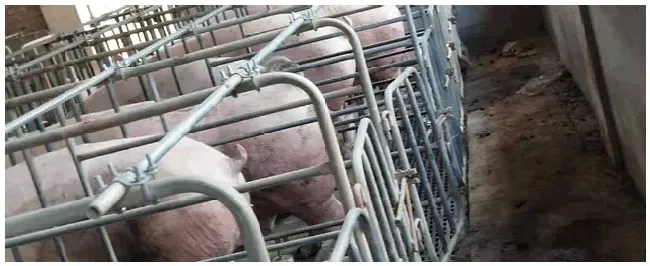 养猪和养羊哪个利润高 | 农业问题