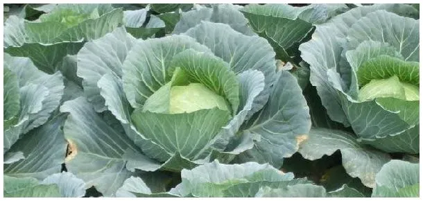 作物缺氮症状 | 农业常识