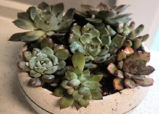 植物常识问题|多肉老桩茎杆干瘪坏死是什么原因