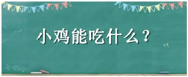 小鸡能吃什么 | 三农答疑