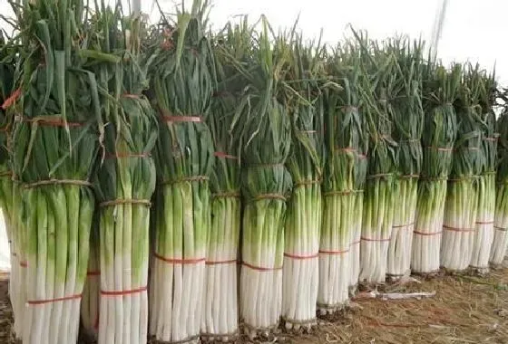 植物常识问题|大葱怎么施肥料才能高产（大葱种植高产追肥技巧）