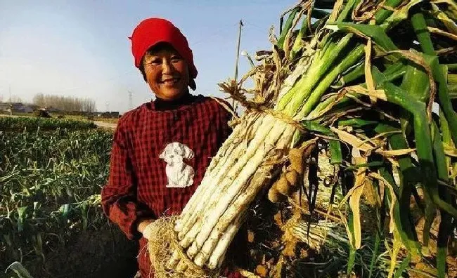 植物常识问题|大葱怎么施肥料才能高产（大葱种植高产追肥技巧）