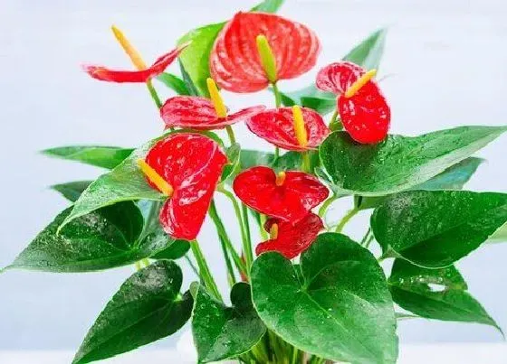 植物常识问题|要想红掌开花叶片翠绿需要怎么养护