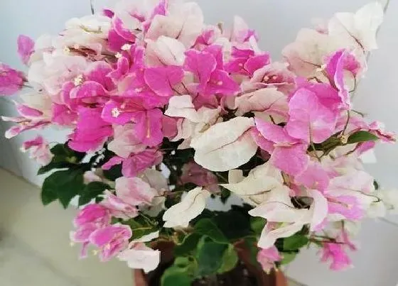 植物常识问题|三角梅如何养护开花多且生长快