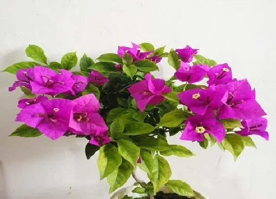 植物常识问题|4月三角梅虫害如何防治