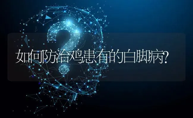 如何防治鸡患有的白脚病? | 养殖问题解答