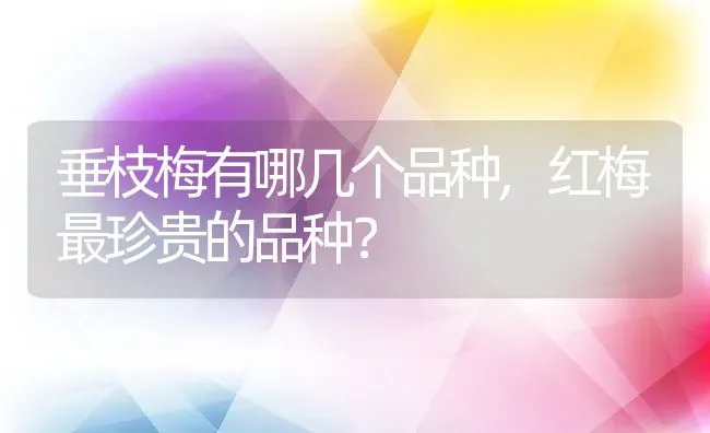 垂枝梅有哪几个品种,红梅最珍贵的品种？ | 养殖常见问题