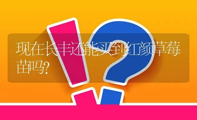 现在长丰还能买到红颜草莓苗吗? | 养殖问题解答