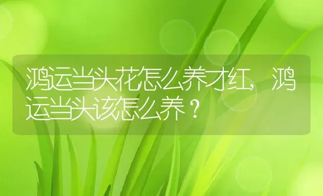 鸿运当头花怎么养才红,鸿运当头该怎么养？ | 养殖常见问题