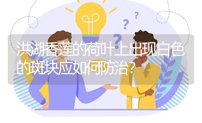 洪湖香莲的荷叶上出现白色的斑块应如何防治? | 养殖问题解答