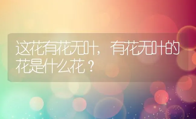 这花有花无叶,有花无叶的花是什么花？ | 养殖常见问题