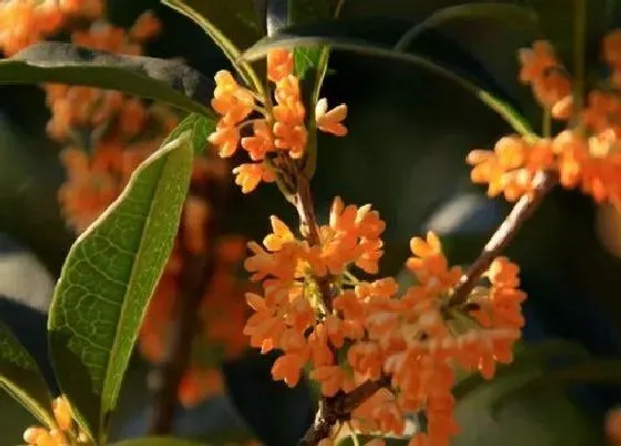 植物常识问题|春季桂花如何用肥才能更快生长