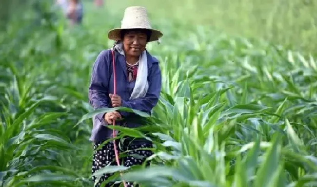 植物常识问题|玉米粗缩病的症状与防治措施（玉米粗缩病是什么原因造成）