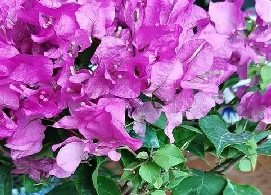 植物常识问题|想要把三角梅塑造成雨伞状