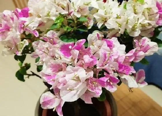 植物常识问题|三角梅如何养护开花多且生长快