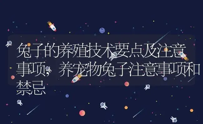 兔子的养殖技术要点及注意事项,养宠物兔子注意事项和禁忌 | 养殖常见问题