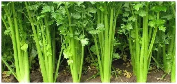 冬天怎样贮存芹菜 | 科普知识