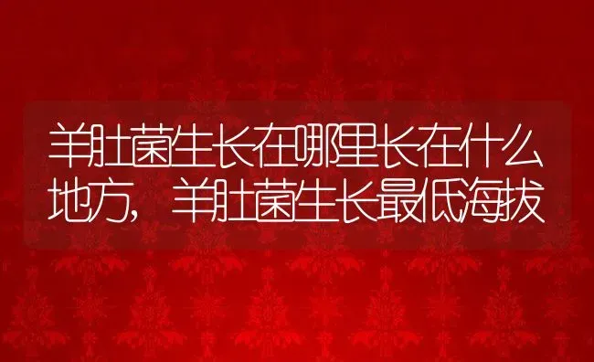 羊肚菌生长在哪里长在什么地方,羊肚菌生长最低海拔 | 养殖常见问题