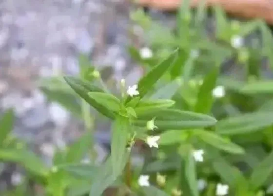 植物常识问题|白花蛇舌草有什么作用