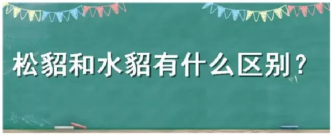 松貂和水貂有什么区别 | 科普知识