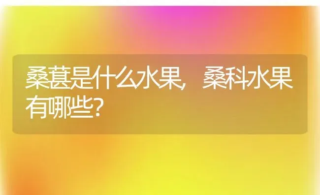 桑葚是什么水果,桑科水果有哪些？ | 养殖常见问题