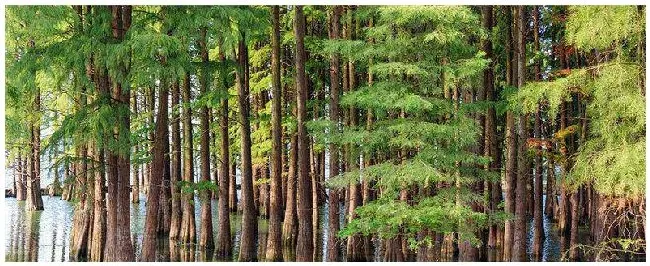 银杉和水杉是什么植物 | 农业常识