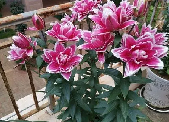 植物常识问题|重瓣百合复花性真的很差吗 百合哪个品种复花性好