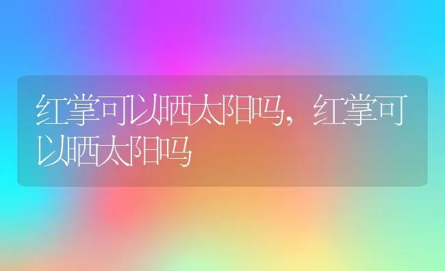 红掌可以晒太阳吗,红掌可以晒太阳吗 | 养殖常见问题