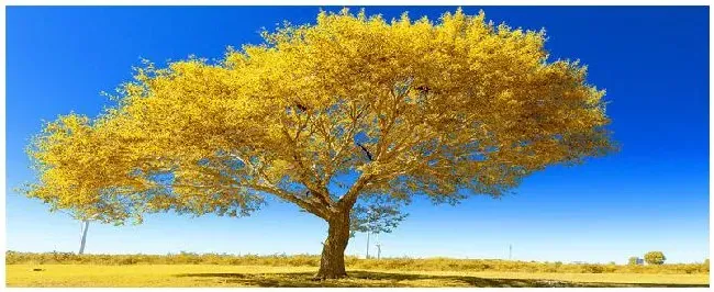 大树的特点 | 农业问题