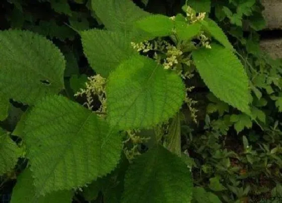 植物常识问题|皂角米产地哪里的最好（什么地方产的皂角米品牌正宗）