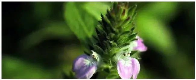 爵床草是什么科植物 | 三农答疑