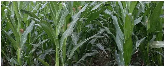 玉米苗前封闭除草剂打完下雨行吗 | 农业问题