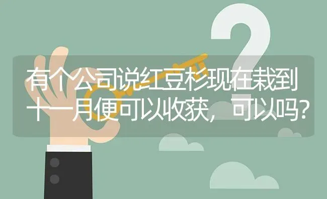 有个公司说红豆杉现在栽到十一月便可以收获,可以吗? | 养殖问题解答