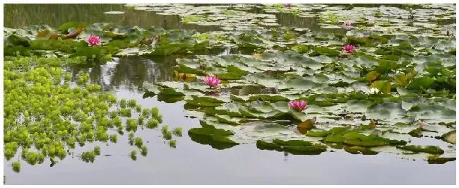 鱼塘鱼得了水霉病用什么药 | 农业答疑