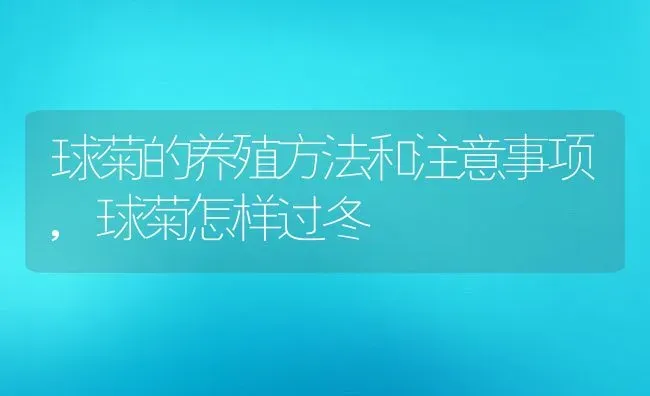 球菊的养殖方法和注意事项,球菊怎样过冬 | 养殖常见问题