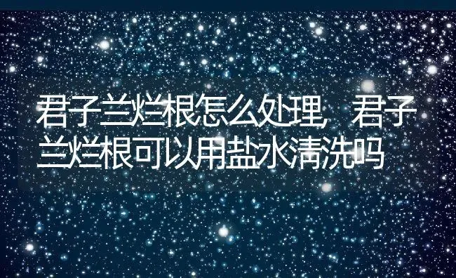 君子兰烂根怎么处理,君子兰烂根可以用盐水淸洗吗 | 养殖常见问题