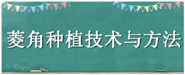 菱角种植技术与方法 | 农业问题